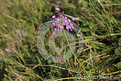 Allium carinatum subsp. carinatum - Wild plant shot in the summer. Stock Photo