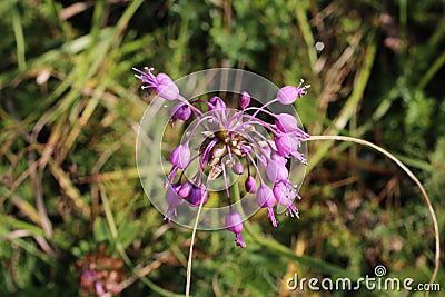 Allium carinatum subsp. carinatum - Wild plant shot in the summer. Stock Photo