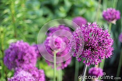 Allium Stock Photo