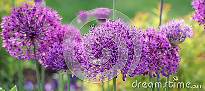 Allium Stock Photo