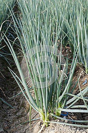 Allium fistulosum Stock Photo