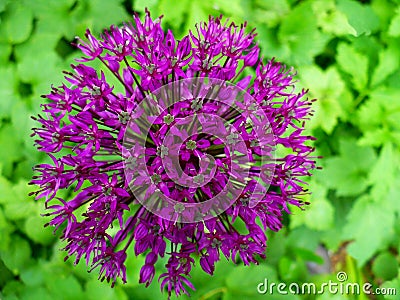 Allium flower Stock Photo