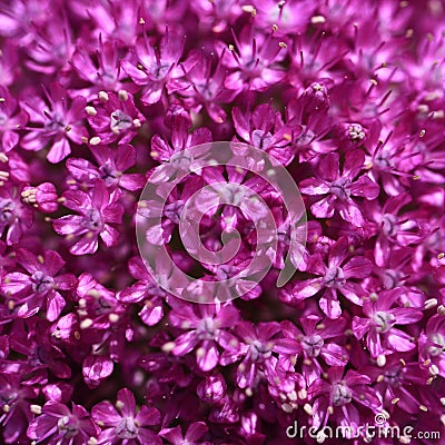Allium flower background Stock Photo