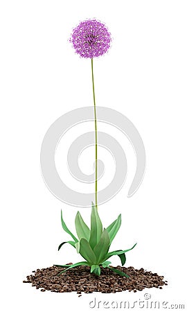 Allium flower isolated on white Stock Photo
