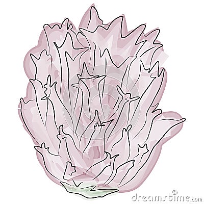 Allium flower watercolor isolated on white. Vector Illustration Stock Photo