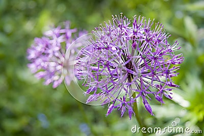 Allium flower (wild onion) Stock Photo