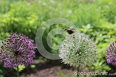 Allium Flowers with a Butterfly Stock Photo