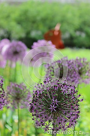 Allium Flowers in Chicago Stock Photo