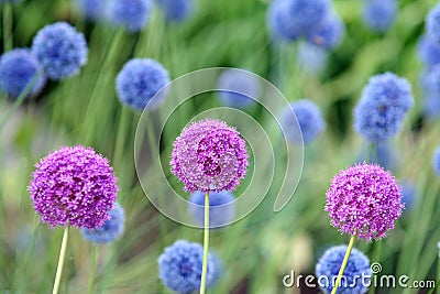 Allium Giganteum Stock Photo