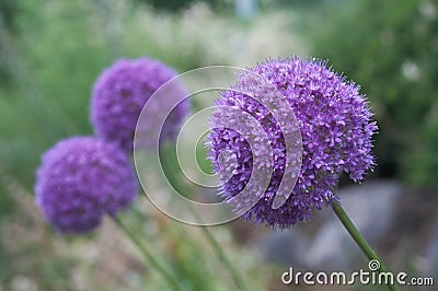 Allium Giganteum Stock Photo