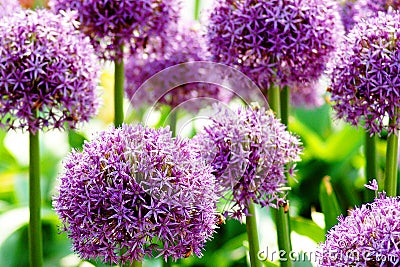 ALLIUM GIGANTEUM Stock Photo