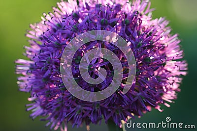 Allium Stock Photo