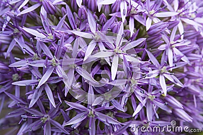 Allium - macro photo Stock Photo