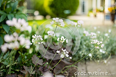 Allium neapolitanum or Ornamental Onion flowers blossoming on flower bed in a garden on sunny summer day. Amaryllidaceae pennial Stock Photo