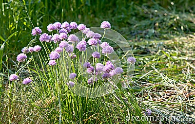 Allium Stock Photo