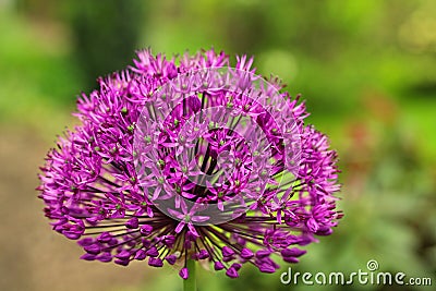 Allium `Purple Sensation` Stock Photo