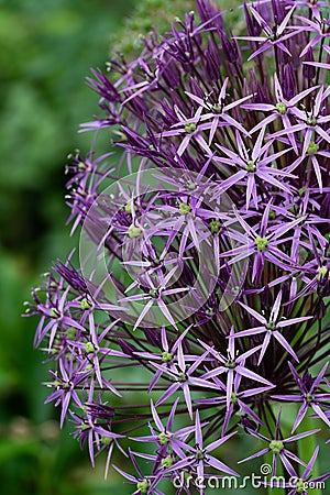 Allium purple sensation Stock Photo
