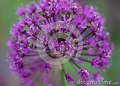 Allium purple sensation Stock Photo