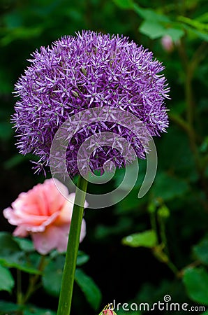 Allium Stock Photo