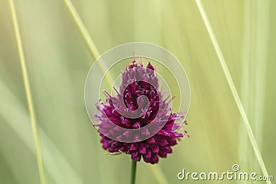 Allium sphaerocephalo reddish-purple flower Stock Photo