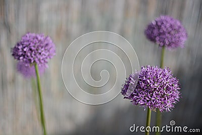 Allium in Spring Stock Photo