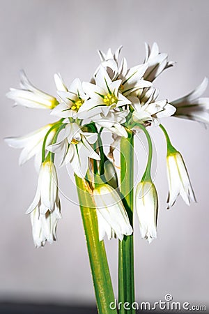 Allium triquetrum three-cornered leek, white Wild flowers Stock Photo