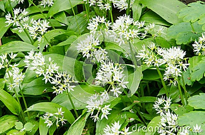 Allium ursinum Stock Photo