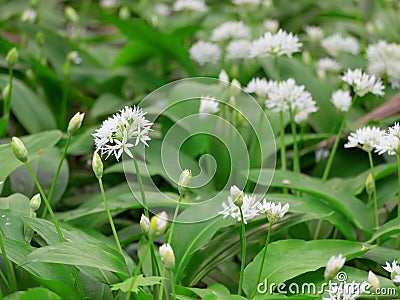 Allium ursinum Stock Photo