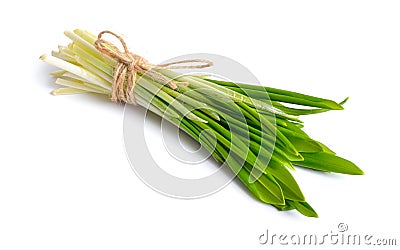 Allium ursinum, known as wild garlic, ramsons, buckrams, broad-leaved garlic, wood garlic, bear leek or bear`s garlic. Stock Photo