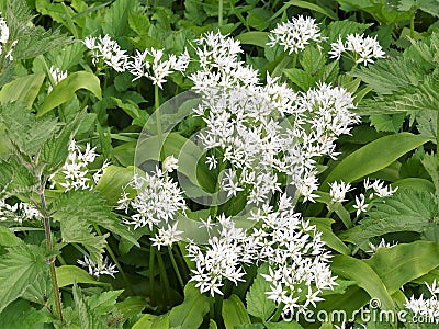 Allium ursinum, known as wild garlic, ramsons, buckrams, broad-leaved garlic, wood garlic, bear leek or bear`s garlic Stock Photo