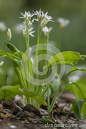 Allium ursinum wild bears garlic flowers in bloom, white rmasons buckrams flowering plants, green edible healhty leaves Stock Photo