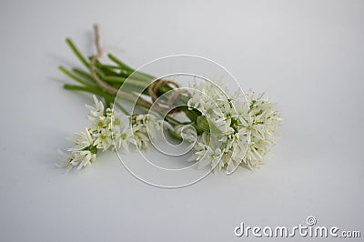 Allium ursinum wild bears garlic flowers in bloom, white rmasons buckrams flowering plants isolated on white background Stock Photo