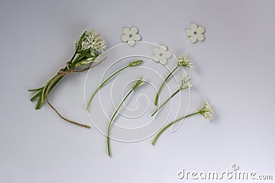 Allium ursinum wild bears garlic flowers in bloom, white rmasons buckrams flowering plants isolated on white background Stock Photo