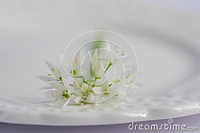 Allium ursinum wild bears garlic flowers in bloom, white rmasons buckrams flowering plants on the plate Stock Photo
