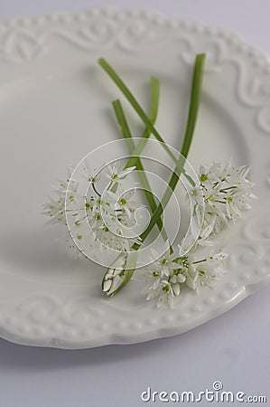Allium ursinum wild bears garlic flowers in bloom, white rmasons buckrams flowering plants on the plate Stock Photo