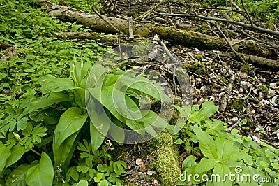 Allium ursinum in wild nature Stock Photo