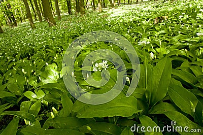 Allium ursinum in wild nature Stock Photo