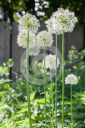 Allium Stock Photo