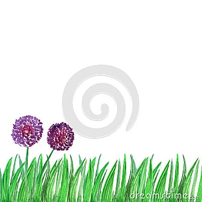 Allium watercolor background, wild onion, in green grass Stock Photo