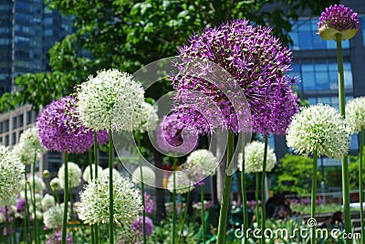 Alliums Stock Photo