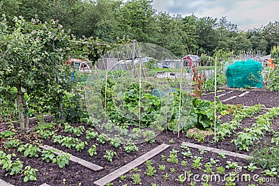 Allotment garden in spring with potatoes and onions Stock Photo