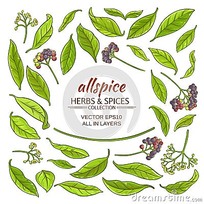 Allspice elements set Vector Illustration