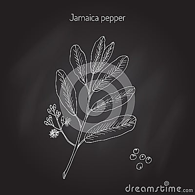 Allspice Vector Illustration