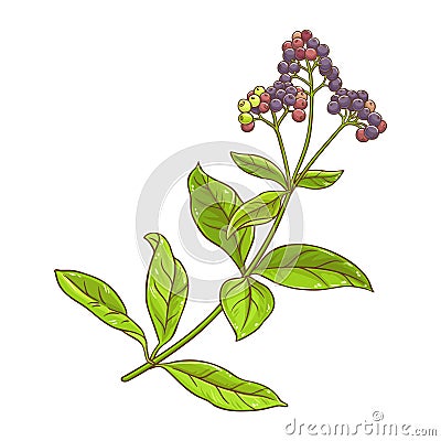 Allspice Plant with Berries Colored Illustration Vector Illustration