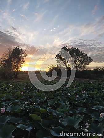 Almaty lotos lake Stock Photo