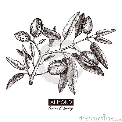 Vector Almond illustration. Hand drawn nut tree sketch. Botanical design template. Vintage tonic plant drawing Cartoon Illustration