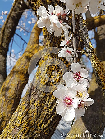 Almond almods tree flower background srping Stock Photo