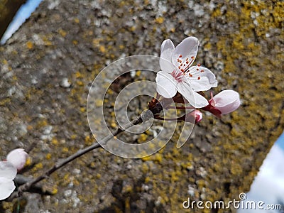 Almond almods tree flower background srping Stock Photo