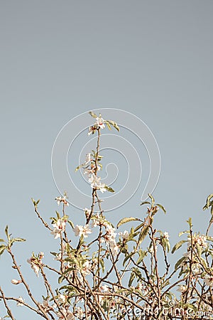 Almond Blossom blooming, Creative, minimal, bright and airy styled concept Stock Photo