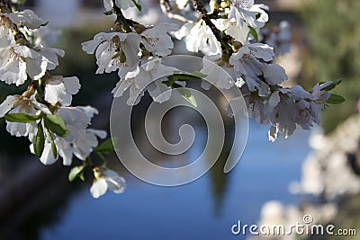 Almond tree flowers with lake in the background Stock Photo